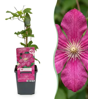 Immagine prodotto di Clematide "Ville de Lyon" - Clematide "Ville de Lyon" - Rossa - Pianta rampicante - 25-35cm - Ø9cm - Pianta da giardino