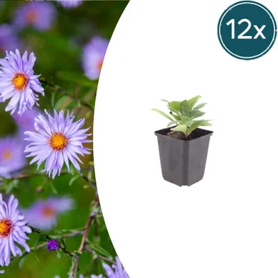 Zdjęcie produktu dla Aster frikartii 'Monch' | 12 sztuk - 10-25cm - Ø9cm - Roślina ogrodowa