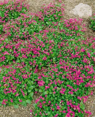 Produktbild von Arabis caucasica 'Pinkie', Gänsekresse, rosa, ca. 9x9 cm Topf