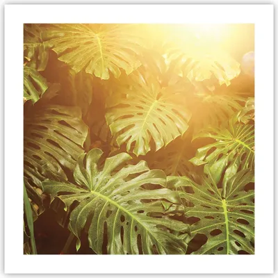 Produktbild von Poster - Poster ohne Rahmen - Blätter Monstera Licht - 50x50 cm - Wand Bild - Wanddeko - Wandbilder - Kunstposter - Wandposter - Bilder - Kunstdruck - Wanddekoration - Wandbild - P2XAC50x50-4540
