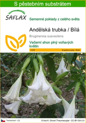 Obrázek produktu pro SAFLAX - Andělská trubka / Bílá - Brugmansia suaveolens - 10 Semena - S pěstebním substrátem bez klíčků