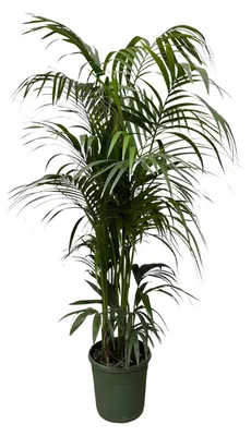 Produktbild von Kentia Palme - 205-220cm - Ø38cm - Zimmerpflanze - Immergrün