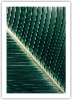 Produktbild von Poster - Poster ohne Rahmen - Grün Blatt Tropisch - 50x70 cm - Wand Bild - Wanddeko - Wandbilder - Kunstposter - Wandposter - Bilder - Kunstdruck - Wanddekoration - Wandbild - P2XPA50x70-4126