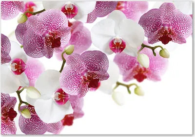 Produktbild von Tulup® Glas-Bild - 100 x 70 - Wandbild aus Glas - Wandkunst - Wandbild hinter gehärtetem Sicherheitsglas - Blumen & Pflanzen - Orchidee - Rosa