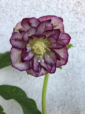 Image de 6 x Helleborus or. Double Ellen Picotee - Eglantine - pot 9 x 9 cm