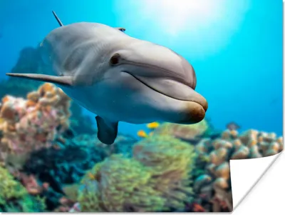 Produktbild von MuchoWow® Poster Delfin - Meer - Koralle 120x90 cm - Wandbild