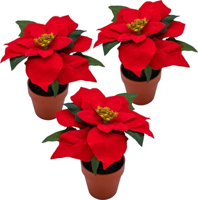 Image de 3.08 Poinsettia 20 cm en pot de terre cuite - Poinsettia / faux - Set de 3