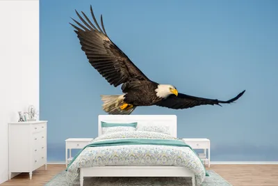 Produktbild von MuchoWow® Fototapete für Wohnzimmer oder Schlafzimmer Wandtapete Vinyl Motivtapete Vogel - Adler - Raubvögel - 360x240 cm - Vinyl-Tapete
