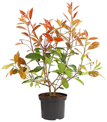 Produktbild von Dehner Purpur-Glanzmispel Red Robin, grün-rote Blätter, ca. 30-35 cm, 2 l Topf, Heckenpflanze
