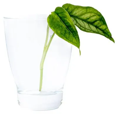 Obrázok produktu pre Gardners Monstera Siltepecana - odrezky na zakorenenie