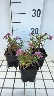Productafbeelding van 6 x Aster dumosa 'Alice Haslam' - Herfstaster - Pot van 9 x 9 cm
