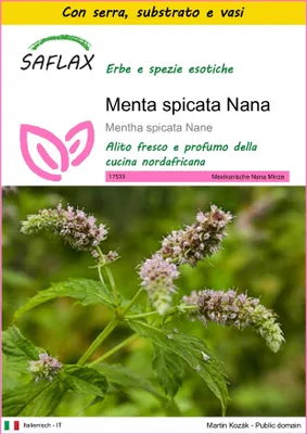 Immagine prodotto di SAFLAX Insieme di coltivazione - Menta spicata Nana - 500 semi - Mentha