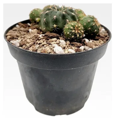 Produktbild von Matucana polzii im Ø 9 cm Topf - lebendiger, exotischer Kaktus für Ihre Pflanzensammlung