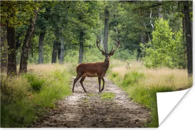 Produktbild von MuchoWow® Poster Wald - Hirsche - Bäume 60x40 cm - Schlafzimmerdekoration