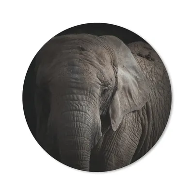 Produktbild von MuchoWow® Mauspad Mousepad Elefant - Porträt - Tiere - Schwarz 30x30 cm - Mousepads - Maus Mat - Pad - Mausunterlage - Tischunterlage - Schreibtischmatten