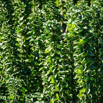 Produktbild von Japanischer Spindelstrauch Euonymus japonicus Green Spire – Heckenpflanze – Blatt Grün – 6 Pflanzen – 1  Meter – Immergrün – 17 cm Höhe 40 cm – Pflegeleicht & Sonnentolerant