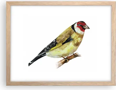 Produktbild von Gerahmtes Poster - Rahmen in heller Eiche - Stieglitz Vogel Aquarell - 40x30 cm - Wand Bild - Wanddeko - Wandbilder - Wandposter - Bilderrahmen - Bilder - Kunstdruck - Wandbild - P2NAA40x30-4179