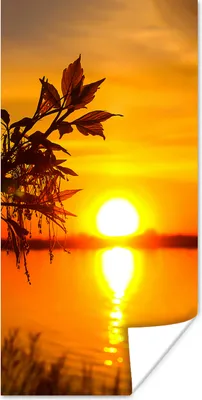 Produktbild von MuchoWow® Poster Sonnenuntergang - Wasser - Pflanzen - Orange 75x150 cm - Dekoration für die Wände