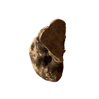 Immagine prodotto di Boris & Lotje Radice di erica Radice da masticare per cani – 100% naturale – Taglia M (200–300 g)