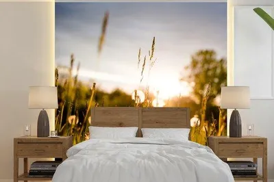 Produktbild von Fotobehang Paardblumen Grün - Sonnenuntergang - Breite 260 cm x Höhe 260 cm