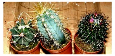 Produktbild von Kakteenmix - 4 verschiedene Kakteen für Terrarien und Paludarien