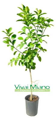 Immagine prodotto di Pianta di Cedro Piretto