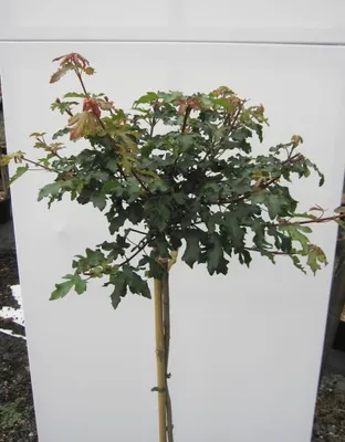 Produktbild von Hochstamm Kugel-Feldahorn Nanum - Ahorn campestre - Stamm 80cm + Krone