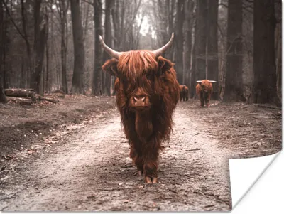 Produktbild von MuchoWow® Poster Schottischer Hochländer - Wald - Kuh - Tiere - Natur 40x30 cm - Plakate für die Wände - Poster Wohnzimmer