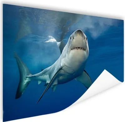 Produktbild von MuchoWow® Poster Weißer Hai 180x120 cm - Fotoplakat