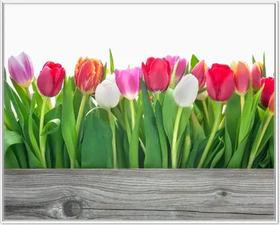 Produktbild von Wallario Wandbild Rote  weiße und pinke Tulpen im Frühling, Größe: 40,30 x 50,30 cm, Poster mit weißem Aluminiumrahmen