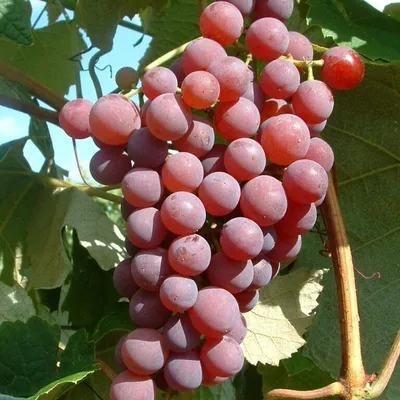 Produktbild von Vanessa süße rosa und kernlose Weinrebe frosthart und robust 60-100 cm im Topf