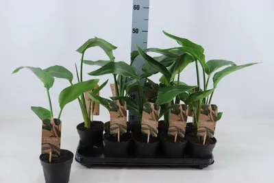 Zdjęcie produktu dla Strelitzia nicolai 25 cm Drzewo Strelitzia Drzewo Kwiat rajskiego ptaka