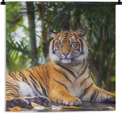 Produktbild von MuchoWow® Wandteppich Wandbehang Tiger - Tiere - Wald - Dschungel 90x90 cm Tapisserie Dekoration Wandtuch - Wandaufhänger