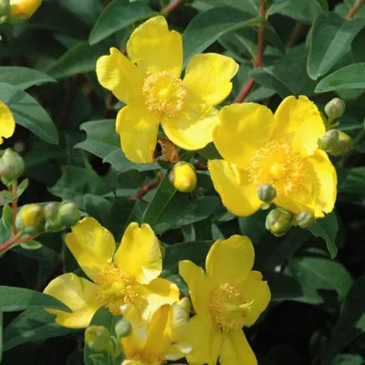 Obrázok produktu pre Ľubovník bodkovaný - Hypericum 'Hidcote' | 50-60 cm v nádobe