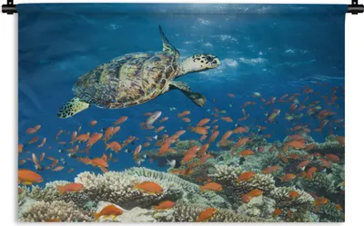 Produktbild von MuchoWow® Wandteppich Wandbehang Korallenriff mit Schildkröte 60x40 cm Tapisserie Dekoration Wandtuch - Wanddekorationen