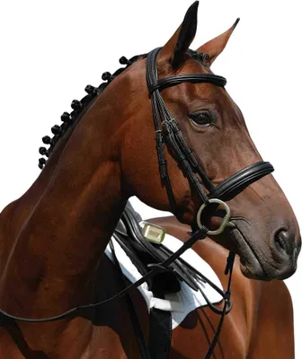 Produktbild von Collegiate - Cavesson-Zaum "Syntovia+ Raised" WB1423 (Warmblood) (Schwarz)