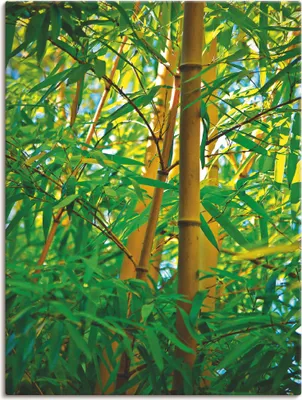 Produktbild von ARTland Leinwandbild Bambus Nahaufnahmen Größe: 45x60 cm