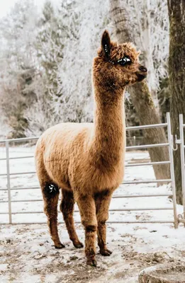 Produktbild von Golden Alpaca Bettdecke Alpaka Decke Alpaka Geschenk Alpaka Wolle (Ganzjahresdecke, 135 x 200 cm)