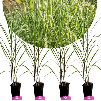 Productafbeelding van Set van 4 Miscanthus floridulus 'Jubilaris' – Reuzenriet – in pot van 1,5 liter