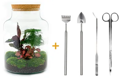 Produktbild von Flaschengarten „Milky“ – DIY-Pflanzenterrarium – 30 cm – mit Calathea-Pflanze – inklusive Harke, Schaufel, Pinzette und Schere
