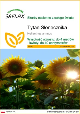 Zdjęcie produktu dla SAFLAX - Tytan Słonecznika - 20 Nasiona - Helianthus annuus