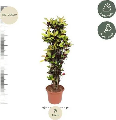Immagine prodotto di Codiaeum Iceton Croton, pianta da appartamento, altezza 190 cm, diametro 45 cm