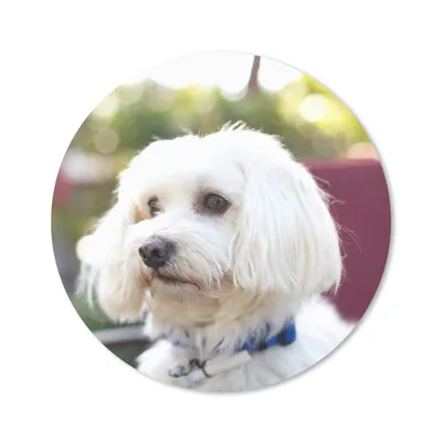 Produktbild von MuchoWow® Mauspad Mousepad Niedlicher Malteser Hund 20x20 cm - Mousepads - Maus Mat - Pad - Mausunterlage - Schreibtischmatte