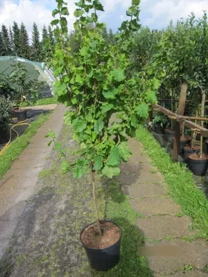 Produktbild von Corylus avellana Twister - Korkenzieher-Haselnuss Twister - 80