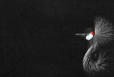 Produktbild von Tadessi Fototapete | Vögel | 4.00 m x 2.70 m | Schwarz | Weiß | Wandbild | Digitaldruck