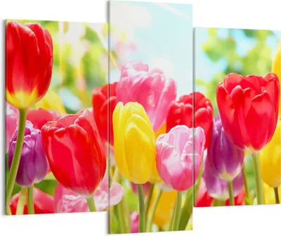 Produktbild von Bild auf Leinwand - Leinwandbild - Tulpe Blume Garten Plantage - 130x100cm - Wand Bild - Wanddeko - Leinwanddruck - Bilder - Kunstdruck - Wanddekoration - Leinwand bilder - Wandkunst - CB130x100-2466