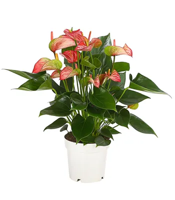 Produktbild von Dehner Flamingoblume Anthurie Livium, pink-rosa Blüten, ca. 30-40 cm, Ø Topf 14 cm, Zimmerpflanze