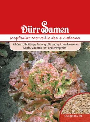 Immagine prodotto di Lattuga iceberg "Merveille des 4 Saisons" | Semi di lattuga iceberg della marca Dürr Samen