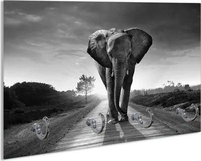 Produktbild von Wallario Handtuchhalter aus Glas, Motiv: Elefant bei Sonnenaufgang in Afrika schwarzweiß, 30 x 20 cm mit 4 Haken