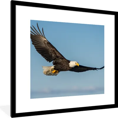 Produktbild von MuchoWow® Gerahmtes Poster Vogel - Adler - Raubvögel 40x40 cm - Poster mit Schwarzem Bilderrahmen Wandposter Rahmen Foto Bilder - Poster - Plakat im Rahmen